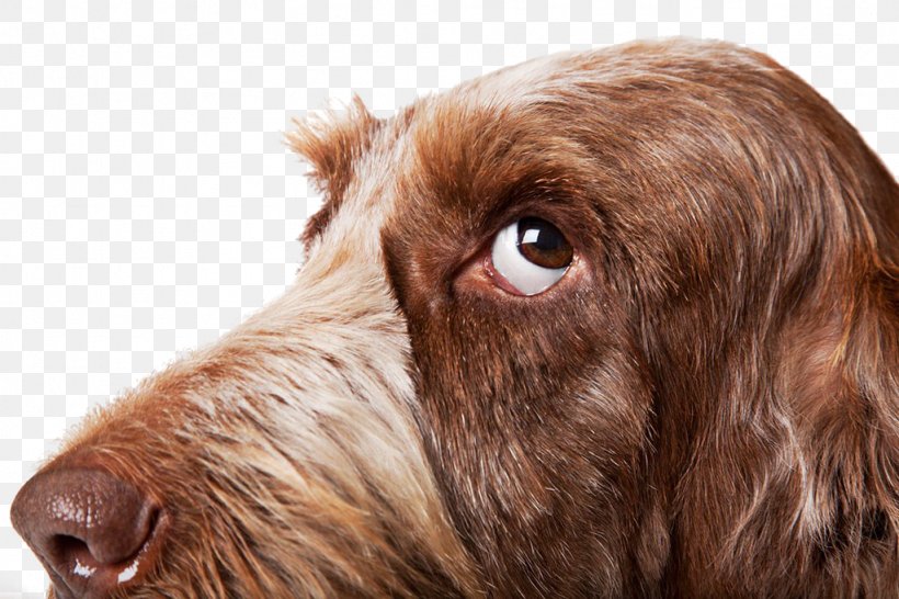 Spinone Italiano Boxer Curly-Coated Retriever Puppy Really Important Stuff My Dog Has Taught Me, PNG, 1024x683px, Spinone Italiano, Alamy, Animal, Boxer, Boykin Spaniel Download Free