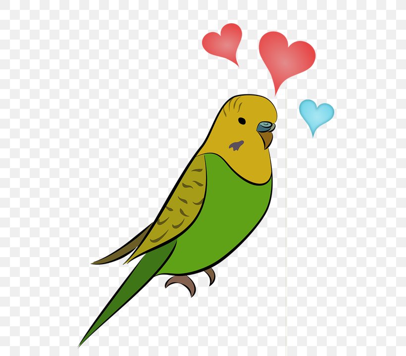Budgerigar Bird Parrot Parakeet Cockatiel, PNG, 580x720px, Budgerigar, Animal, Beak, Bird, Chew Toy Download Free