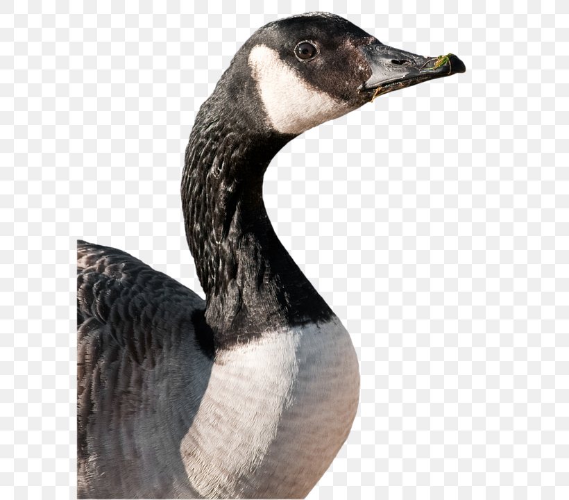 Canada Goose Duck Bird Greylag Goose, PNG, 600x720px, Goose, Animal, Beak, Bird, Canada Goose Download Free