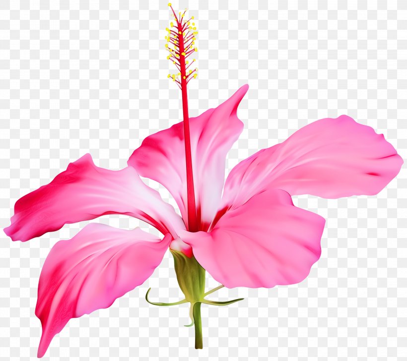 Clip Art Shoeblackplant Flower Transparency, PNG, 3000x2665px, Shoeblackplant, Artificial Flower, Blue Hibiscus, Botany, Common Hibiscus Download Free