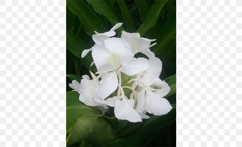 Hedychium Coronarium Ginger Rhizome Herbaceous Plant, PNG, 500x500px, Hedychium Coronarium, Amazoncom, Flower, Flowering Plant, Garden Download Free