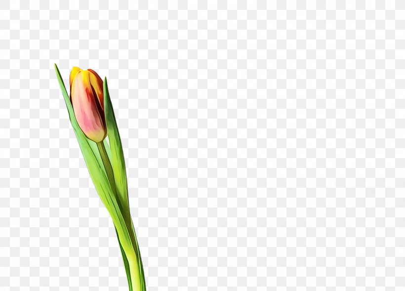 Blossom Background, PNG, 2360x1696px, Tulip, Blossom, Bud, Closeup, Flora Download Free