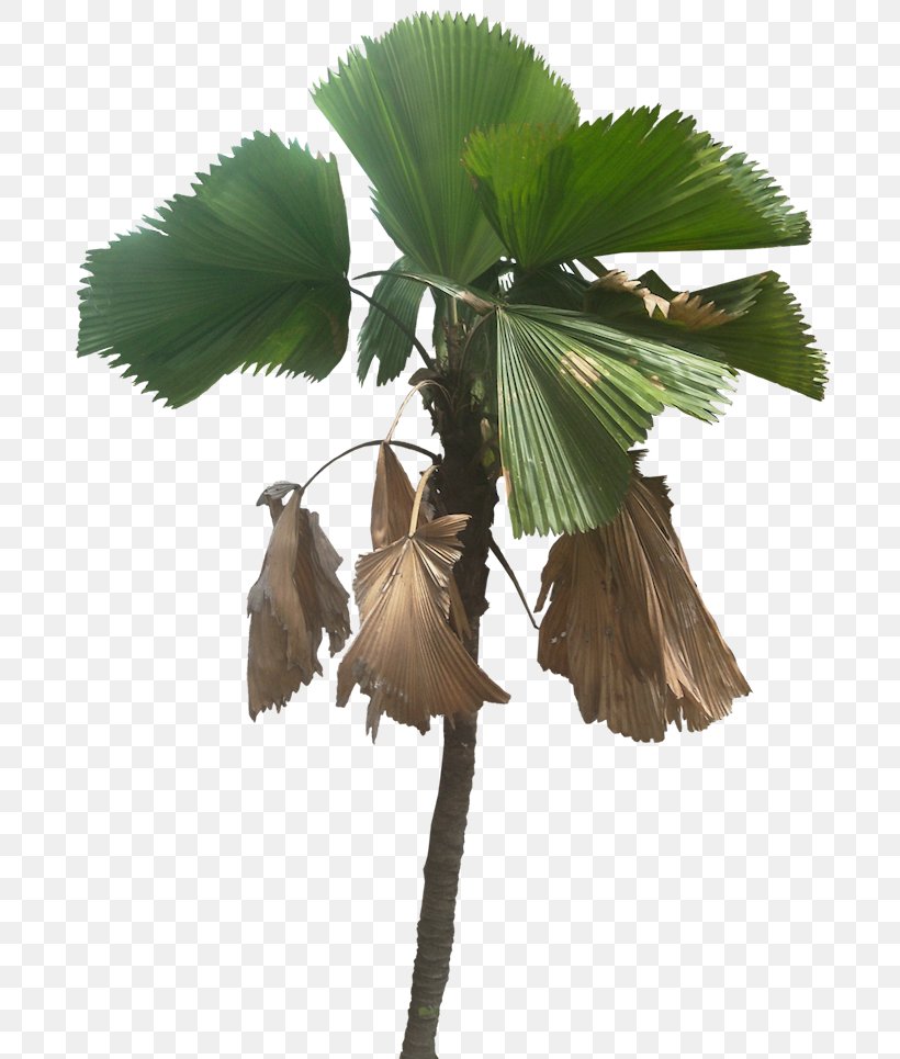 Licuala Grandis Palm Trees Image Plants, PNG, 696x965px, Licuala Grandis, Arecales, Asian Palmyra Palm, Borassus Flabellifer, Branch Download Free
