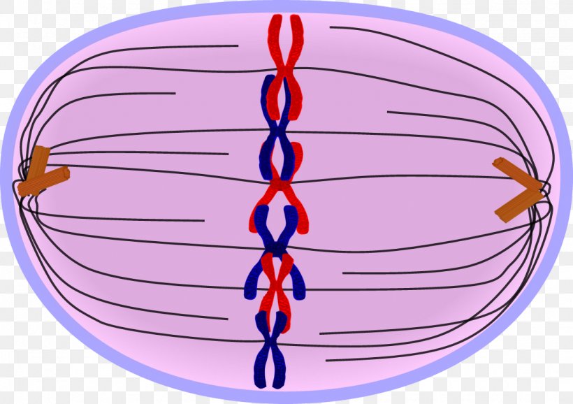 Prometaphase Mitosis Prophase Telophase, PNG, 1125x794px, Watercolor, Cartoon, Flower, Frame, Heart Download Free