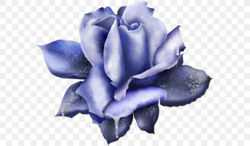 Blue Rose Clip Art, PNG, 583x480px, Blue Rose, Blue, Close Up, Cut Flowers, Flower Download Free
