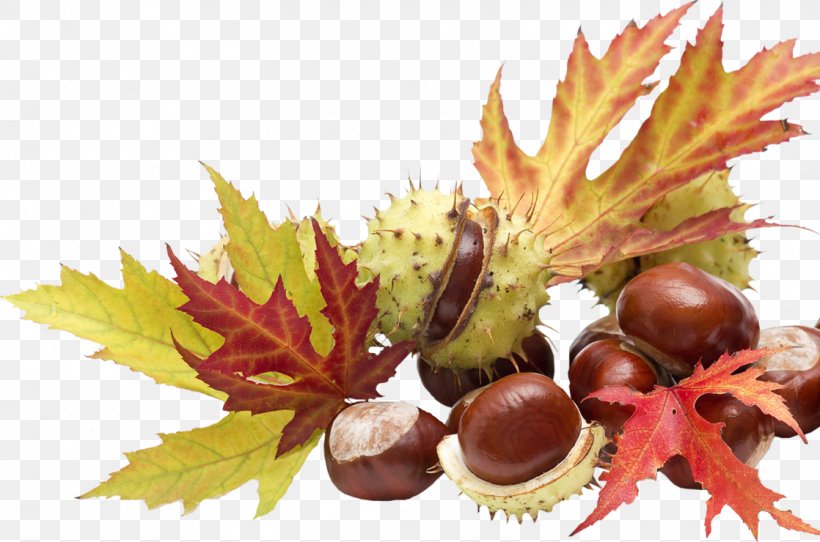 Chestnut Food Auglis Clip Art, PNG, 1118x740px, Chestnut, Acorn, Auglis, Autumn, Brown Download Free