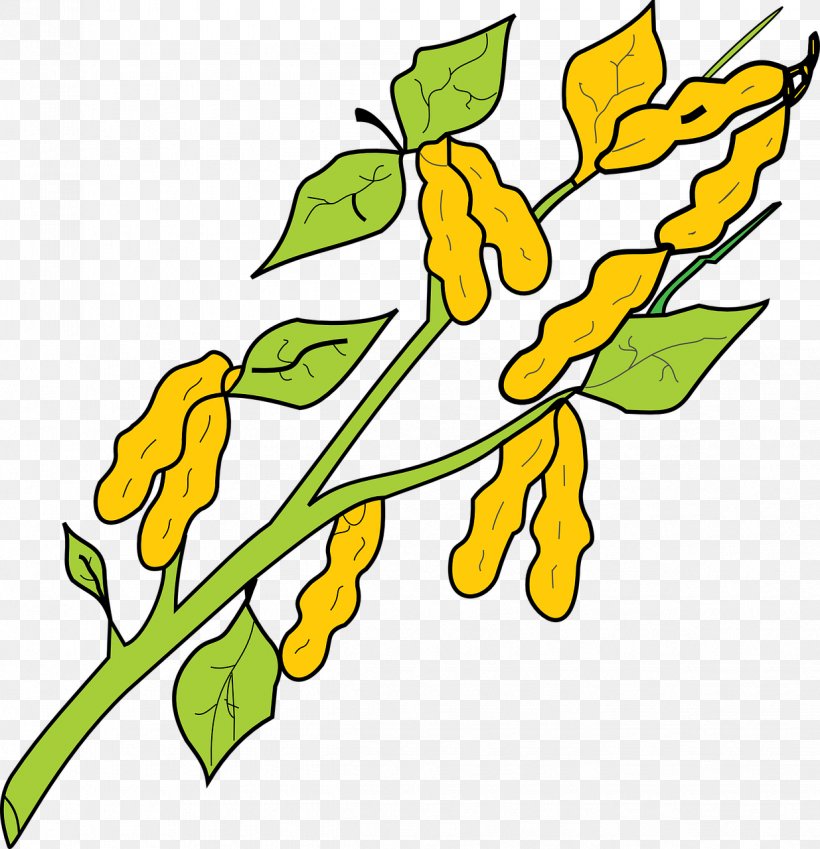 Clip Art Drawing Peanut Graphics Image, PNG, 1235x1280px, Drawing, Artwork, Branch, Cut Flowers, Flora Download Free