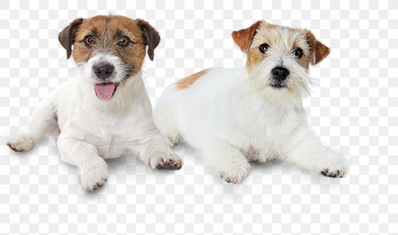 Jack Russell Terrier Wire Hair Fox Terrier Dog Breed Puppy, PNG, 841x497px, Jack Russell Terrier, Carnivoran, Coat, Companion Dog, Dog Download Free