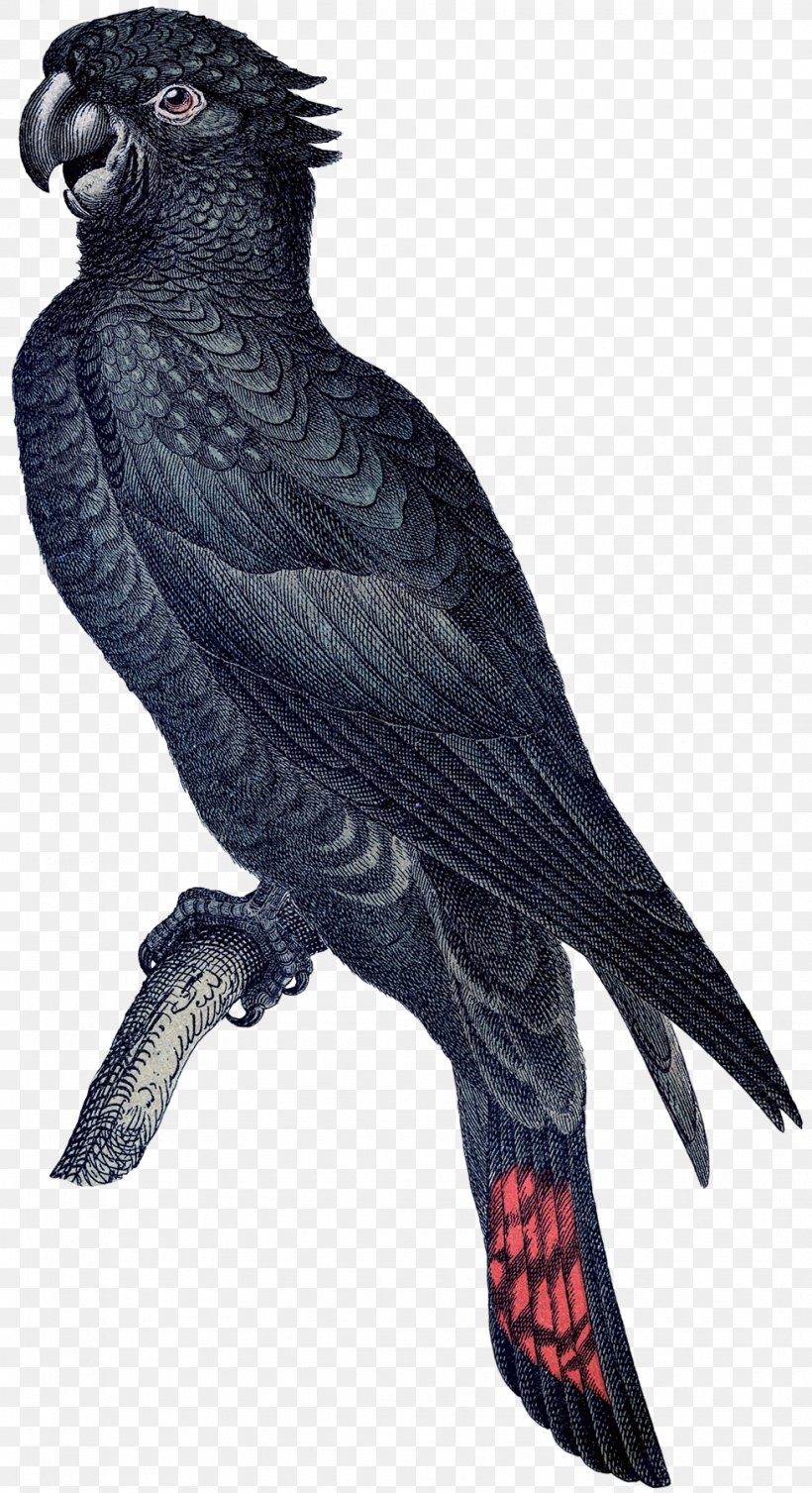 Macaw Parrot Etsy Bird Vintage Clothing, PNG, 979x1800px, Macaw, African Grey, Art, Beak, Bird Download Free
