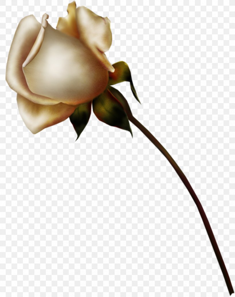 Rose Flower Drawing, PNG, 1031x1304px, Rose, Art, Blue Rose, Color, Drawing Download Free
