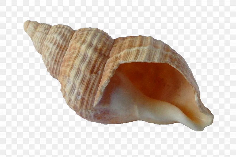 Seashell Mollusc Shell Shell Beach, PNG, 5472x3648px, Seashell, Beach, Clam, Clams Oysters Mussels And Scallops, Cockle Download Free