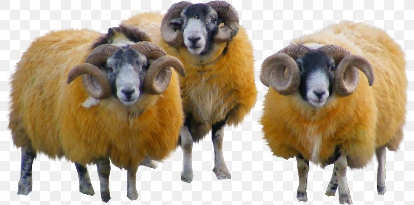 Sheep Wool Goat Yarn, PNG, 1151x572px, Sheep, Cow Goat Family, Goat, Goat Antelope, Horn Download Free