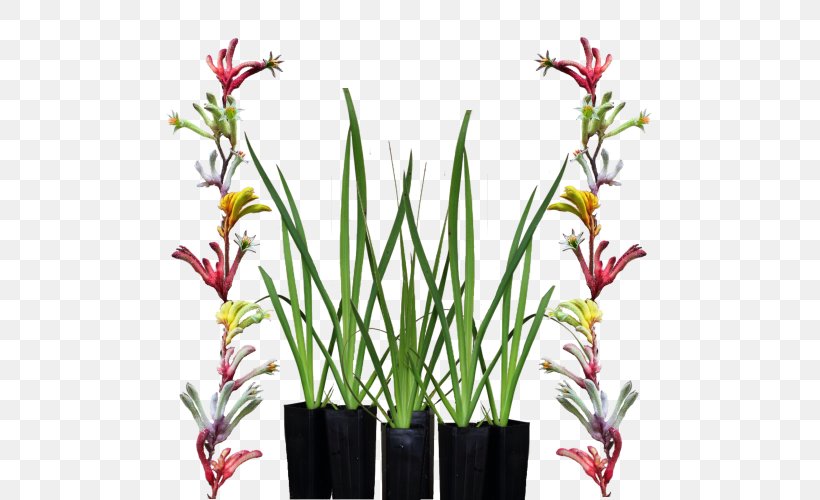 Tall Kangaroo Paw Floral Design Lime, PNG, 500x500px, Kangaroo Paw, Angus Stewart, Cut Flowers, Flora, Floral Design Download Free