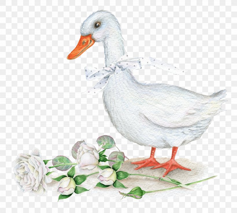 American Pekin Duck Bird, PNG, 6169x5556px, American Pekin, Beak, Bird, Drawing, Duck Download Free