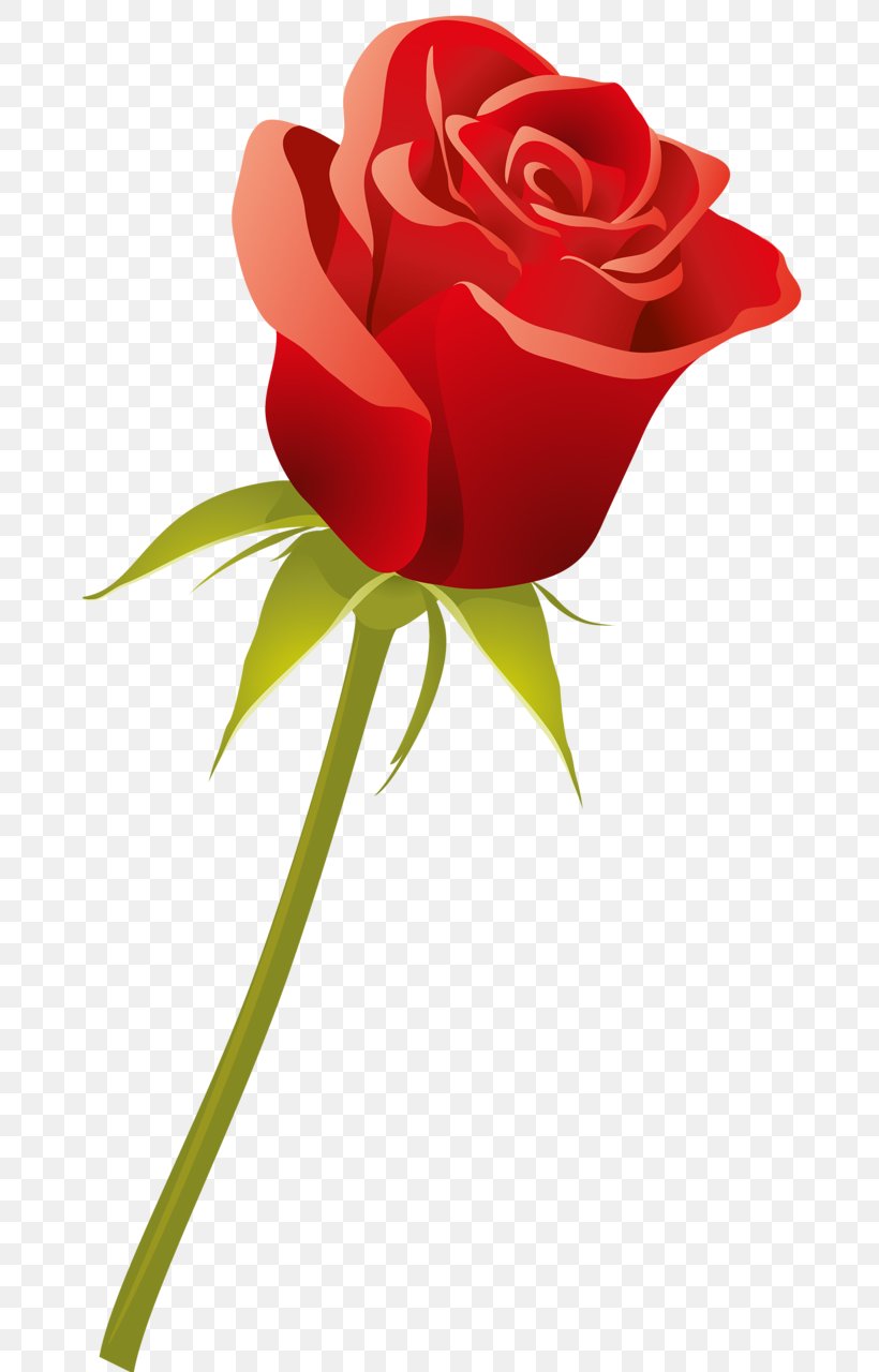 Garden Roses Cut Flowers Red, PNG, 678x1280px, Rose, Blue, Color, Cut Flowers, Floral Design Download Free