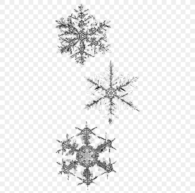 Snowflake Winter, PNG, 400x808px, Snowflake, Atmosphere Of Earth, Black And White, Branch, Conifer Download Free