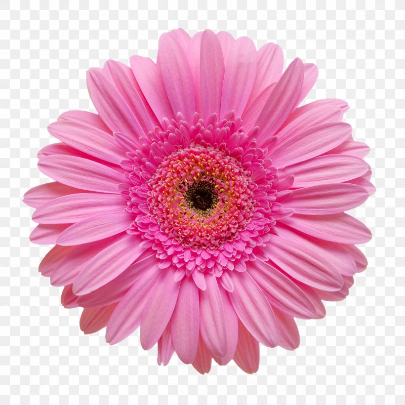 Stock Photography Flower Royalty-free Stock.xchng, PNG, 2500x2500px, Stock Photography, Aster, Asterales, Chrysanths, Color Download Free