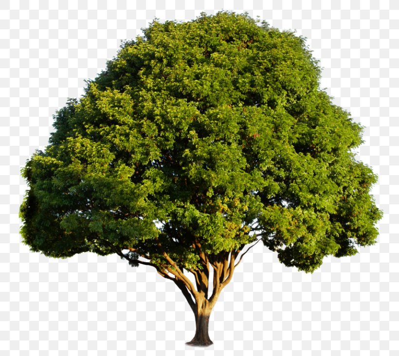 Wood-plastic Composite Tree Composite Material Polymer, PNG, 768x732px, Woodplastic Composite, Composite Lumber, Composite Material, Deck, Evergreen Download Free