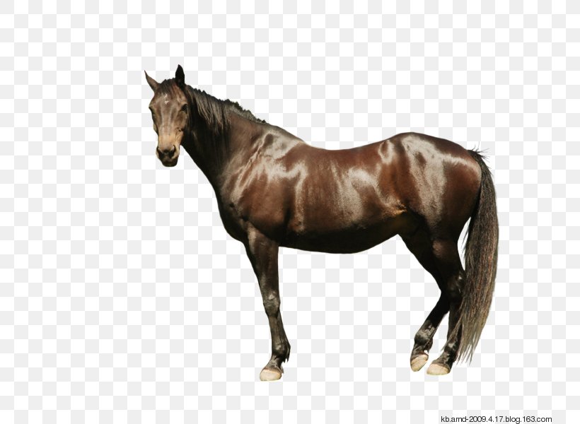 Andalusian Horse Thoroughbred Stock Photography Gallop Drawing, PNG, 750x600px, Andalusian Horse, Bay, Bridle, Colt, Drawing Download Free