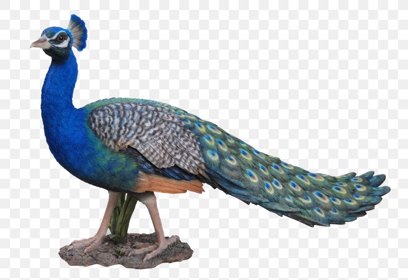 Bird Pavo Ornament Art Dog, PNG, 800x564px, Bird, Animal Figure, Art, Arts, Beak Download Free