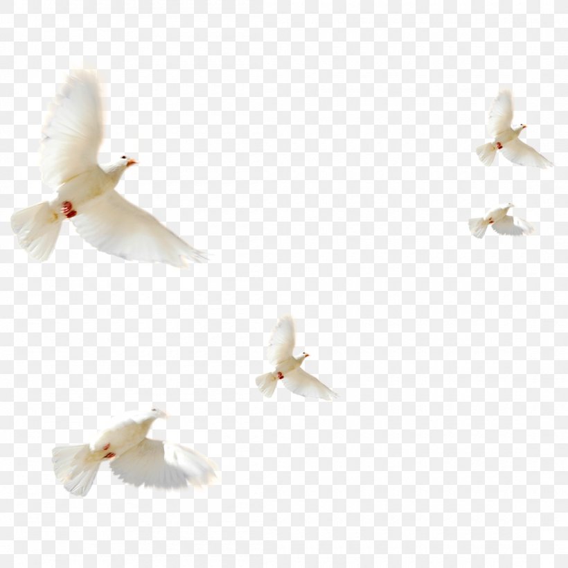 Columbidae Bird Doves As Symbols, PNG, 1100x1100px, Columbidae, Beak, Bird, Bird Flight, Doves As Symbols Download Free