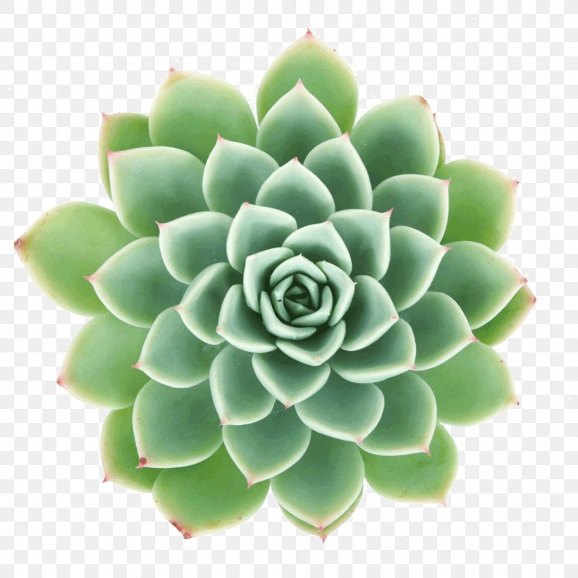 Echeveria Elegans Succulent Plant Adromischus Cactaceae Rosette, PNG, 1024x1024px, Echeveria Elegans, Adromischus, Cactaceae, Container Garden, Echeveria Download Free