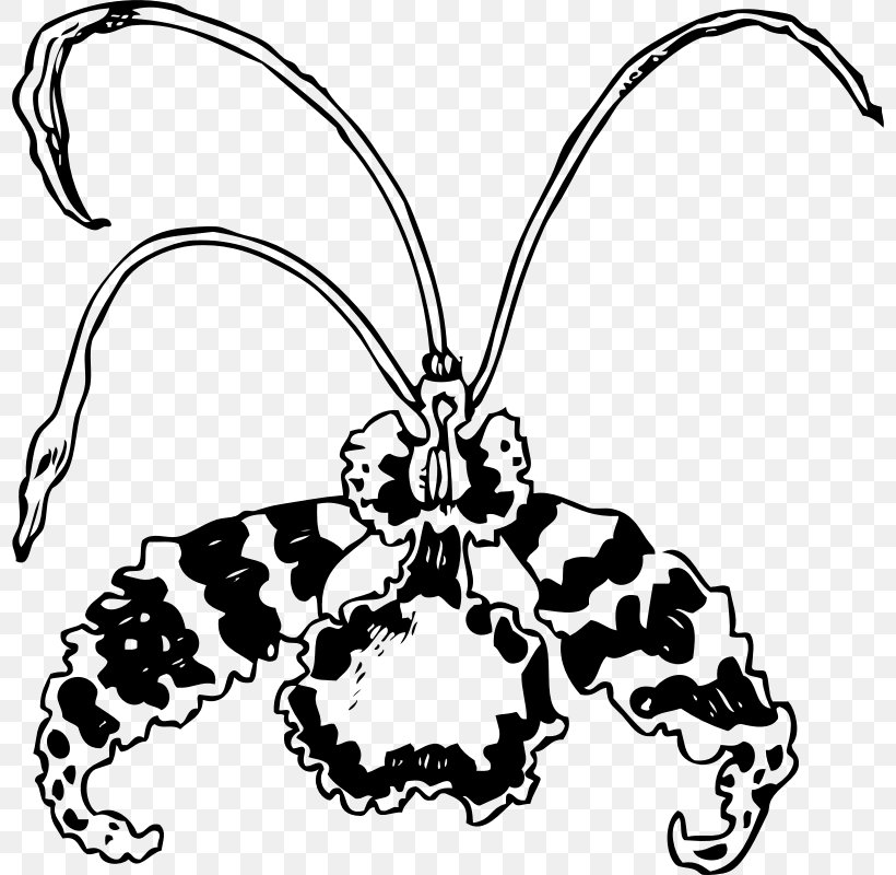 Flower Encyclia Plant Clip Art, PNG, 798x800px, Flower, Arthropod, Artwork, Black And White, Body Jewelry Download Free