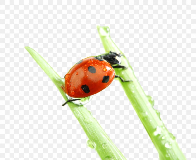 Ladybird Beetle Desktop Wallpaper Nature Macro Photography, PNG, 1000x817px, Ladybird Beetle, Arthropod, Beetle, Computer Monitors, Desktop Metaphor Download Free