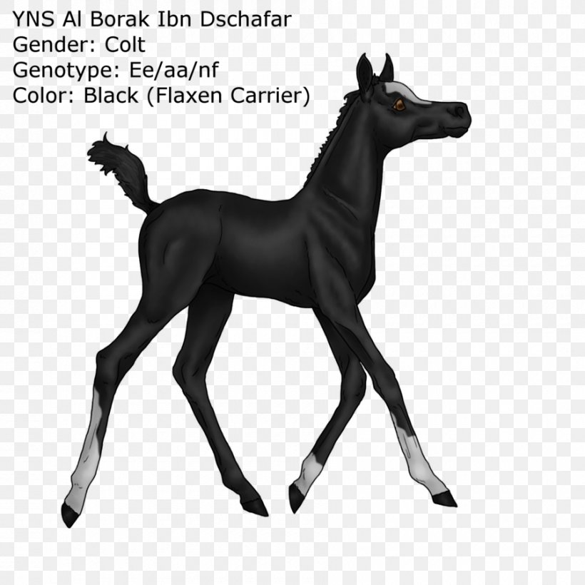 Mustang Foal Puppy Border Collie Stallion, PNG, 900x900px, Mustang, Animal, Animal Figure, Border Collie, Bridle Download Free