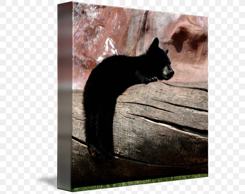 Bear Cat Snout Wildlife, PNG, 589x650px, Bear, Black Cat, Cat, Fauna, Snout Download Free