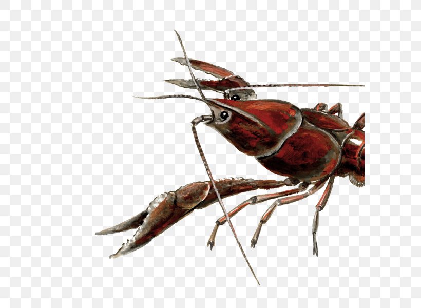 Crayfish Procambarus Clarkii Ecosystem Invasive Species Decapoda, PNG, 600x600px, Crayfish, Animal Source Foods, Arthropod, Decapoda, Ecosystem Download Free