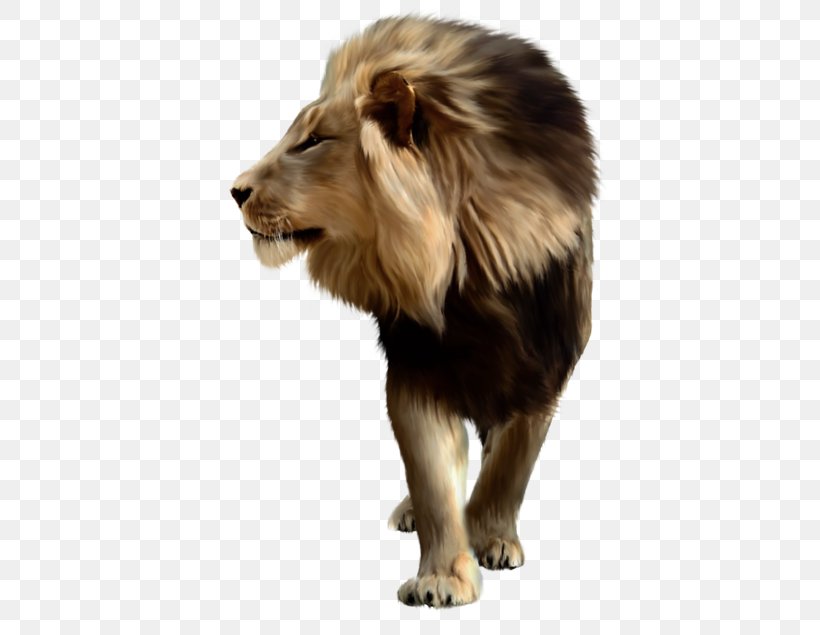 Lion Tiger, PNG, 400x635px, Lion, Big Cats, Carnivoran, Cat Like Mammal, Fur Download Free