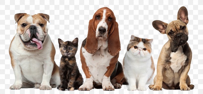 Pet Sitting Dog Cat Beechwood Veterinary Clinic, PNG, 990x459px, Pet Sitting, Carnivoran, Cat, Cat Like Mammal, Companion Dog Download Free