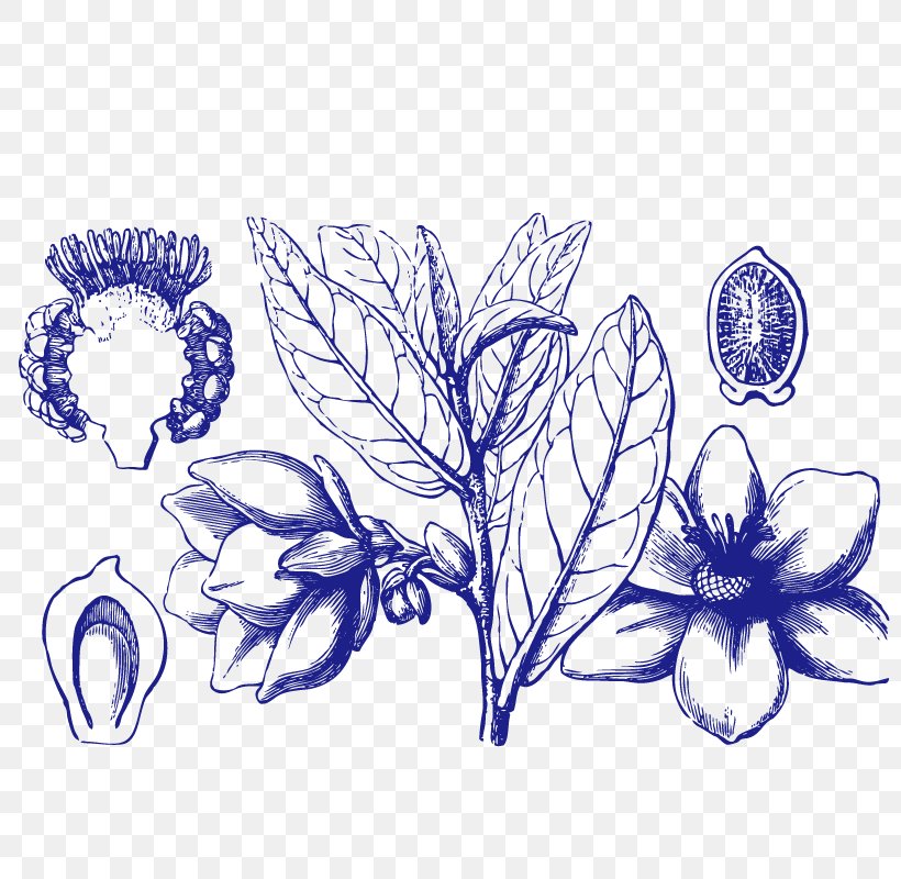 Angelica Archangelica Leaf Annonaceae Tree Flowering Plant, PNG, 800x800px, Angelica Archangelica, Annonaceae, Apiaceae, Art, Artwork Download Free