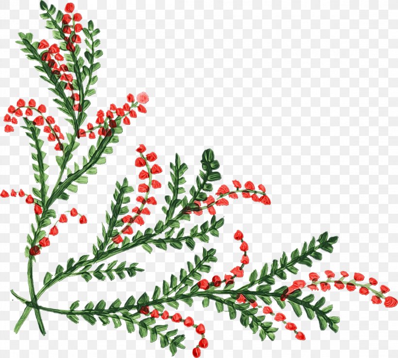 Background Family Day, PNG, 2312x2078px, Aquifoliales, American Larch, Christmas Day, Christmas Ornament, Colorado Spruce Download Free