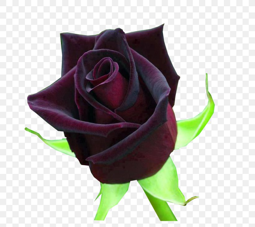 Blue Rose Flower Hybrid Tea Rose Black Rose, PNG, 663x731px, Rose, Artificial Flower, Baccara, Black Baccara, Black Rose Download Free