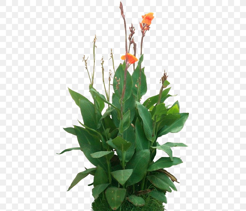 Canna Indica Plant Rendering, PNG, 445x705px, Canna Indica, Animation, Aquatic Plants, Canna, Canna Family Download Free