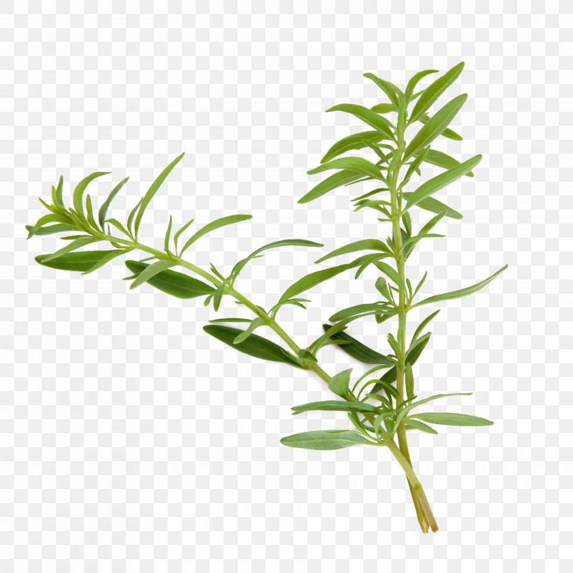 Hyssop Plant Herb Agastache Foeniculum Common Wormwood, PNG, 3744x3744px, Hyssop, Agastache Foeniculum, Anise, Common Wormwood, Fennel Download Free