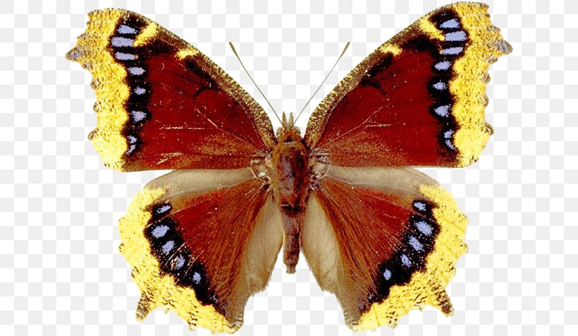 GIF Clip Art Image File Format, PNG, 636x476px, Photography, Arthropod, Brush Footed Butterfly, Butterflies And Moths, Butterfly Download Free