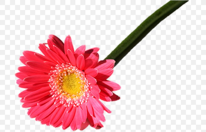 Transvaal Daisy Fototapet Internet Chrysanthemum Cut Flowers, PNG, 714x529px, Transvaal Daisy, Annual Plant, Aster, Chrysanthemum, Chrysanths Download Free