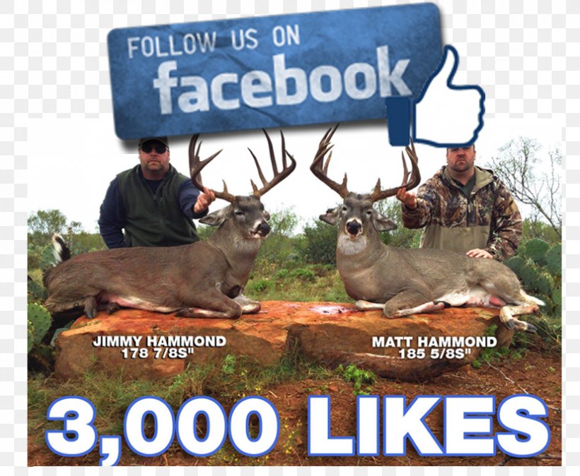 White-tailed Deer Deer Hunting South Texas Webb County, PNG, 827x680px, Deer, Biggame Hunting, Deer Hunting, Fauna, Game Download Free