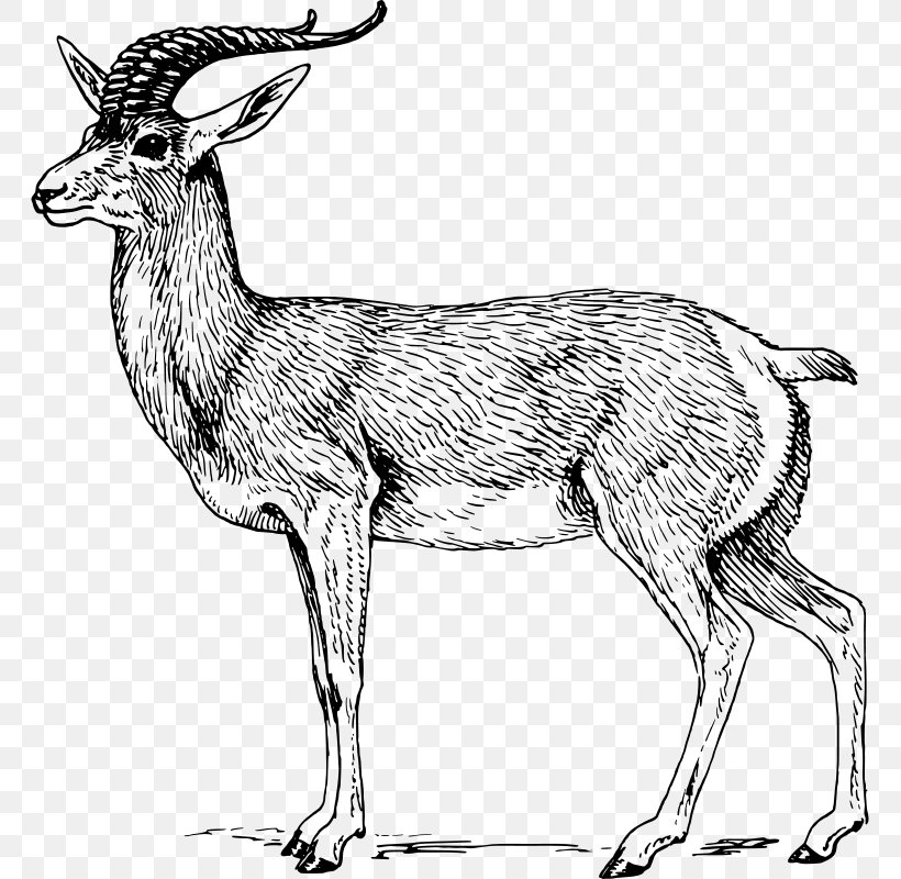 Antelope Pronghorn Gemsbok Goa Clip Art, PNG, 763x800px, Antelope, Addax, Animal Figure, Antler, Black And White Download Free