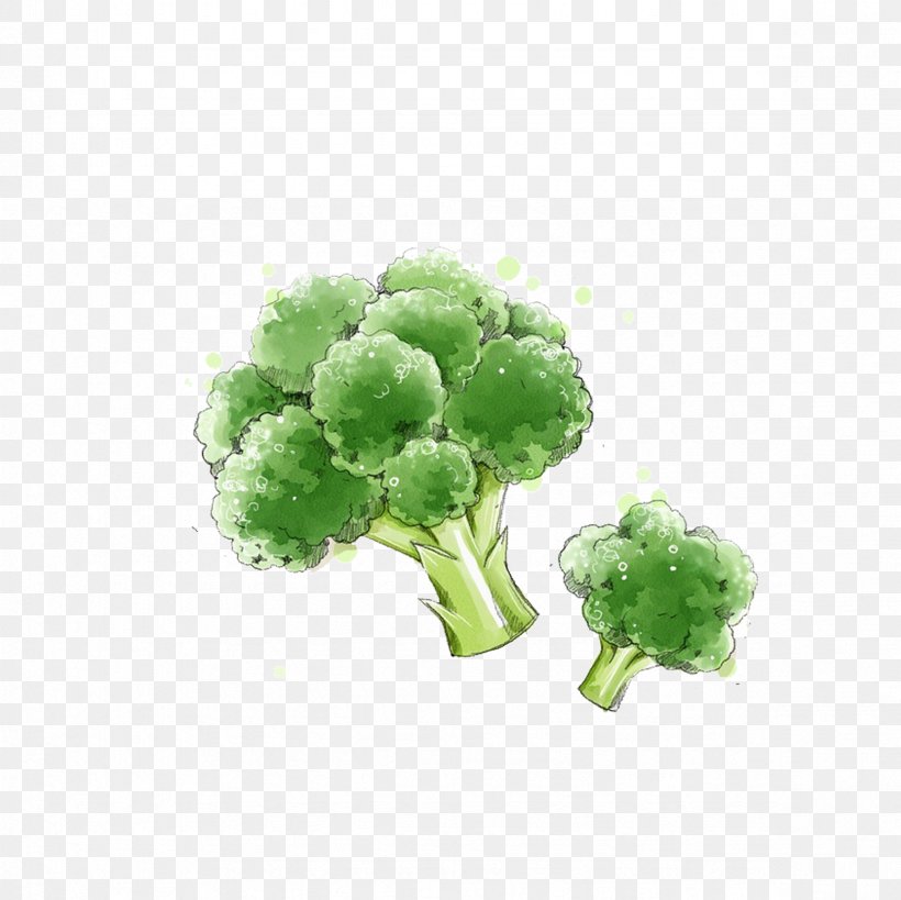 Broccoli Vegetable, PNG, 2362x2362px, Broccoli, Capsicum Annuum, Carrot, Cartoon, Drawing Download Free