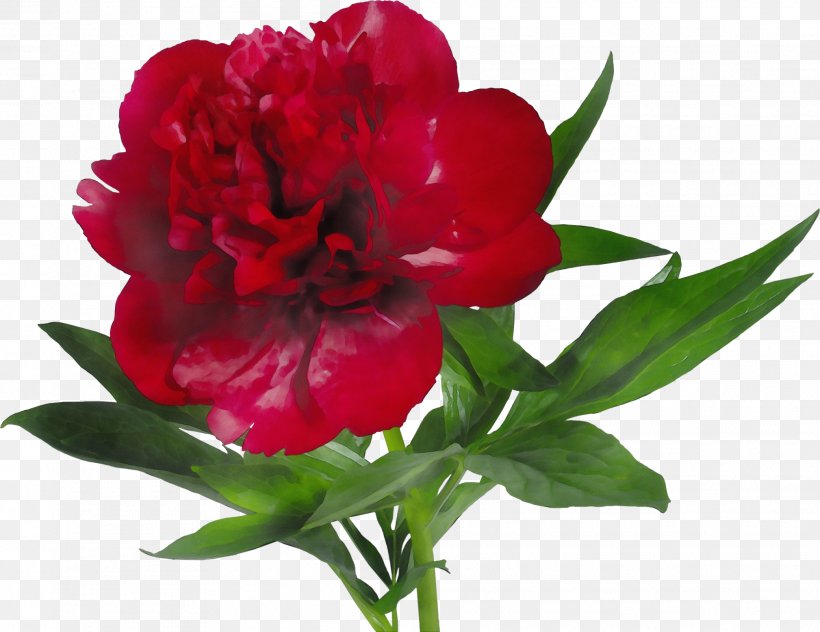 Flower Flowering Plant Plant Red Petal, PNG, 2018x1556px, Watercolor, Chinese Peony, Common Peony, Cut Flowers, Flower Download Free