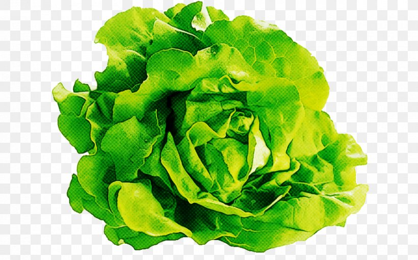 Green Leaf Background, PNG, 900x560px, Romaine Lettuce, Blue Sow Thistle, Flower, Green, Greens Download Free