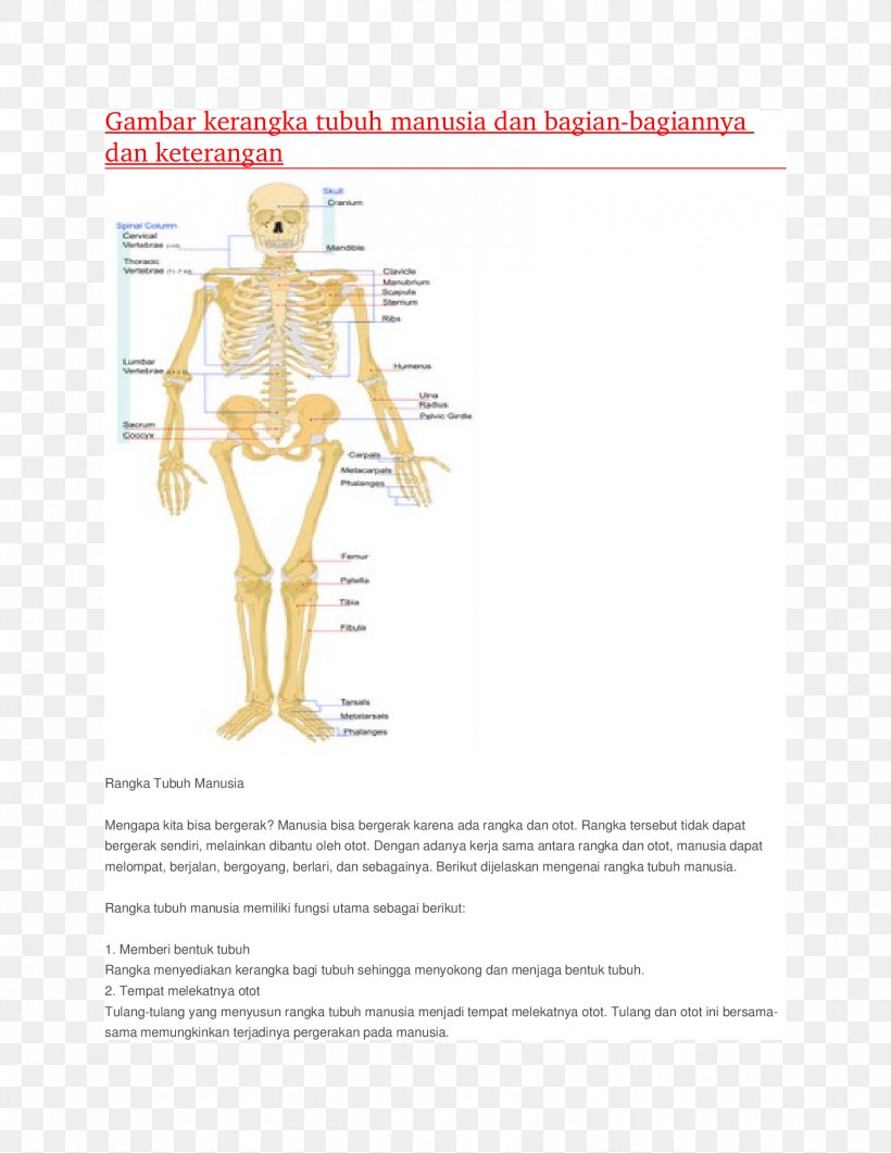 Human Musculoskeletal System Homo Sapiens Human Skeleton Human Body Muscular System Png 1700x2200px Watercolor Cartoon Flower