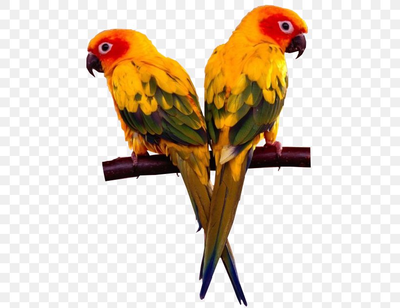 Lovebird Finch Cockatiel Cockatoo, PNG, 496x632px, Bird, Beak, Birdcage, Cockatiel, Cockatoo Download Free