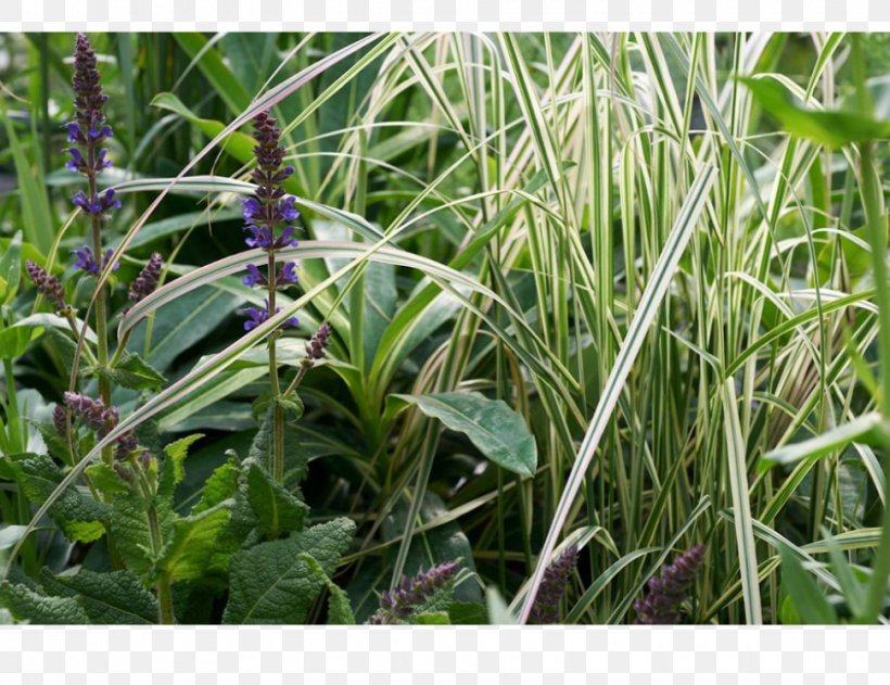 Plant Community Grasses Herb, PNG, 970x747px, Plant Community, Community, Family, Flora, Grass Download Free