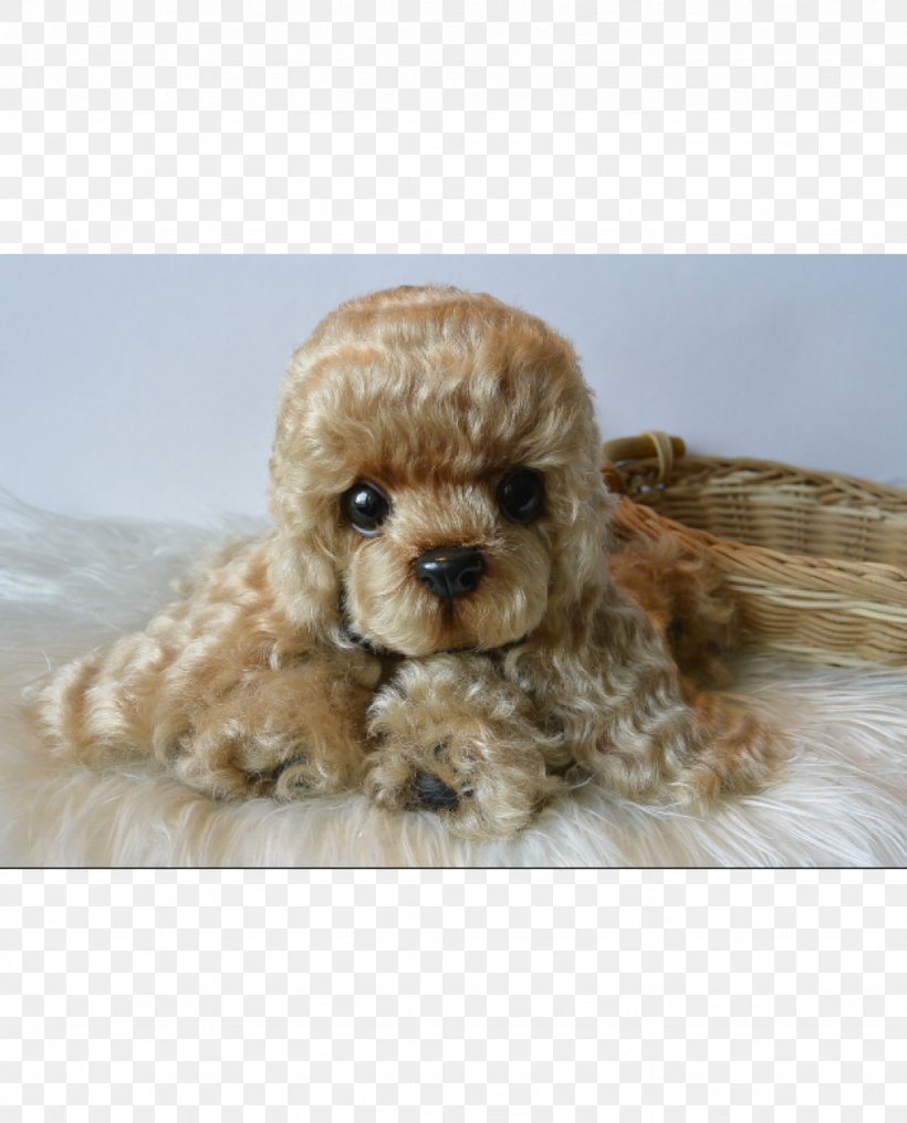 poodle toy cockapoo