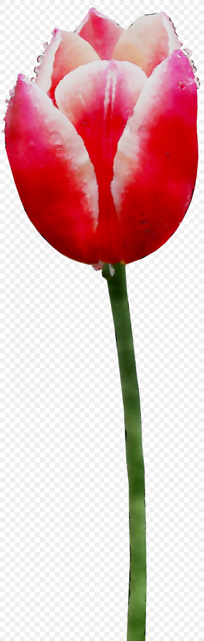 Tulip Plant Stem Cut Flowers Petal, PNG, 1035x3253px, Tulip, Anthurium, Balloon, Botany, Closeup Download Free